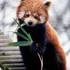 Redpanda